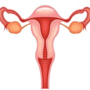 Average Size Utherus