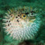 Pufferfish