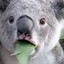 koala saying god