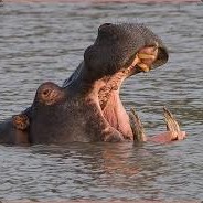 hippo