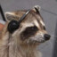 Raccoon