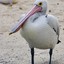 Pelican