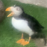 PUFFIN