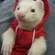 Hood Rat