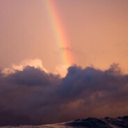 小绵羊黛芙妮雅