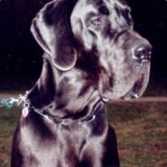 Tomas - steam id 76561197970988887