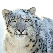 理塘最强的雪豹