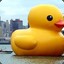 IHateRubberDucky