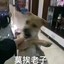 骨灰小熊