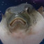 Angery Pufferfish