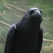 theHumbleCorvus