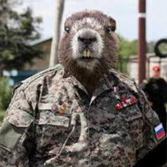 Solider beaver