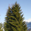 Spruce
