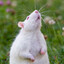 Rat-Eyes on the Skies 2.0
