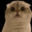 Talented Cat