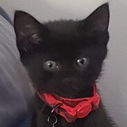 babykittenx