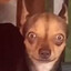 chihuahua linyera