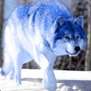 Blue Wolf