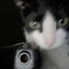 Cat with a gun