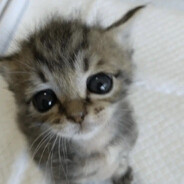 cat rei delas lil bro skins