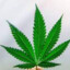 maconheiro vai te pegar