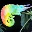 RainbowChameleon