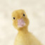 Ducky