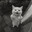 f*ck meow ₍^. .^₎⟆