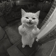 f*ck meow ₍^. .^₎⟆