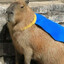 Kapybara
