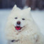 SAMOYED