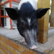 联盟只能有一个皇帝，那就是我白嫖皇帝。