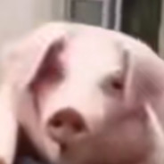 你好！我是白给人