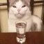 vodkochnyy kot