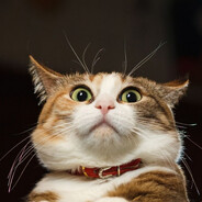 linkway - steam id 76561199521988214