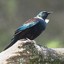 WildTui