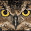 Owl Eye&#039;s