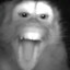 Angery Monky