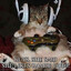 Gamer cat
