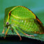 BuffaloTreehopper