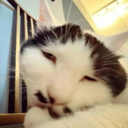 龙凤之姿天日之表