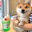 shibeboi74