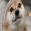 cutestabram