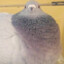 Goofy pigeon