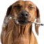 dog smoking a blunt