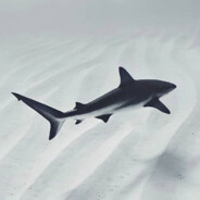 Ego - steam id 76561199367167279