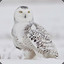 snowy owl