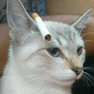 weed cat