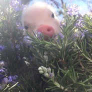 LigmyBalls