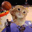 kitten james